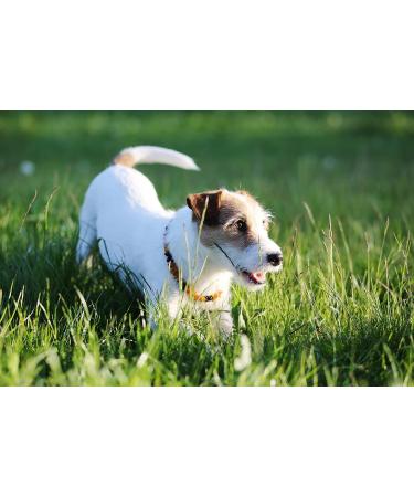 Shop B-A-L Amber Chain for Dogs & Cats | Natural Baltic Amber & African Jade Flea & Tick Protection (25-65 cm) - 50 cm Size Available - Buy Online on GoSupps.com