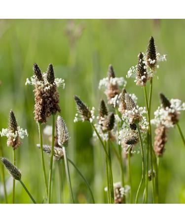 Alpi Investment OOD Broad plantain BIO 250g from Alpi Nature loose tea organic plantain leaves plantain plantain dried for preparing narrow plantain tea plantain tea and herbal tea - Buy Online on GoSupps.com