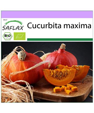 SAFLAX - ORGANIC - Hokkaido Pumpkin - 5 seeds - Cucurbita maxima