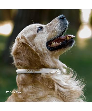 Collardirect Handmade Round Leather Dog Collar - Soft Padded Rolled Design for Dogs & Cats (40-45 cm) - Available in Black Pink Red Purple Blue & White - Buy Online on GoSupps.com