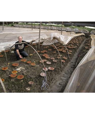 Dragon Herbs Duanwood Reishi Spore Oil 500mg - 30 Softgels | Premium Immune Support - Buy Online on GoSupps.com