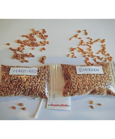 Hundredfold 4oz (116g) Organic Whole Grain Ancient Einkorn Wheat - Non-GMO Canada Grown Excellent for Weight-watchers Vegans & Vegetarians - Buy Online on GoSupps.com