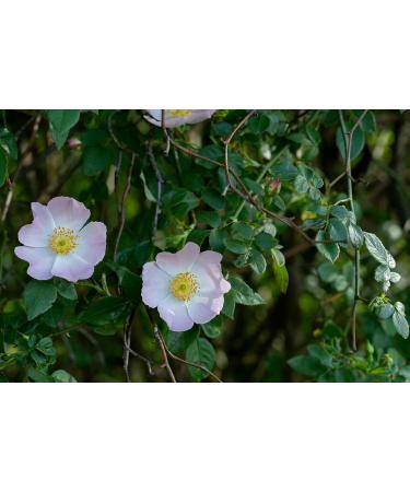 Kamelur 1kg of organic dried rose hips & without additives for organic rose hip tea - whole & dried rose hips in biodegradable packaging - Buy Online on GoSupps.com