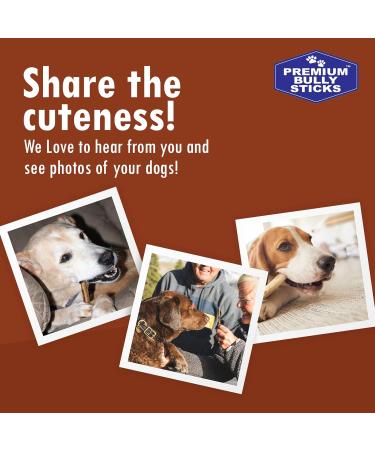 Premium Bully Sticks for Dogs/Chien | 6" Dog Chews | 20 Treats 300g | 100% Beef Puppy Chew | Natural Odor All Natural No preservatives Large Dental Pet Food from Canada 20 Count (300g) - Buy Online on GoSupps.com