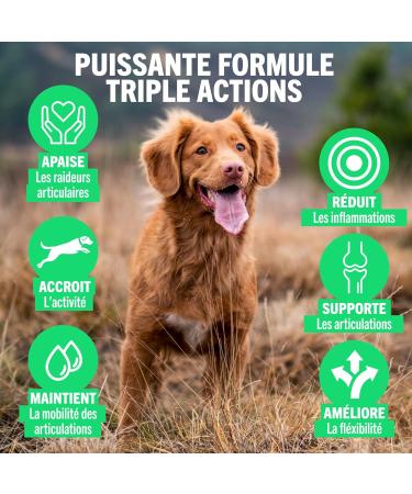JOINTSURE Young & Active Joint Supplements for Dogs and Puppies Helps with Joint Stiffness 60 Tablets - High in Glucosamine & Green Lipped Mussel - Buy Online on GoSupps.com