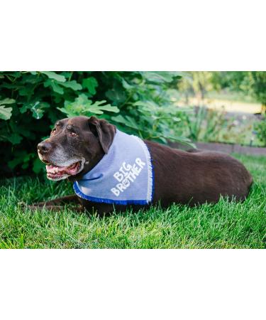 Blue Big Brother Dog Bandana for Pregnancy Announcement - Pet Photo Prop & Handkerchief for Medium to Large Dogs - Buy Online on GoSupps.com