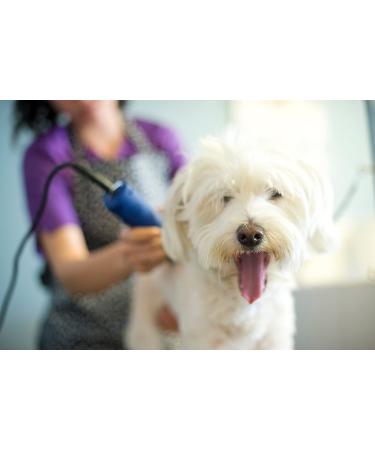 Andis UltraEdge Super 2-Speed Detachable Blade Clipper for Professional Animal Grooming - AGC2 Blue - Buy Online on GoSupps.com