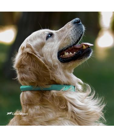 Collardirect Handmade Round Leather Dog Collar | Soft Padded Stylish & Durable | Black Pink Red Purple Blue Mint Green | 15-18 cm for Small & Big Dogs & Cats - Buy Online on GoSupps.com