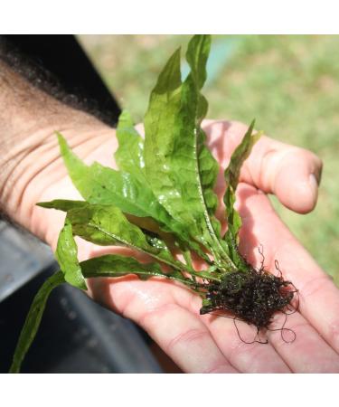 Java Fern Microsorum pteropus | Beginner Live Aquatic Plant for Freshwater Aquariums