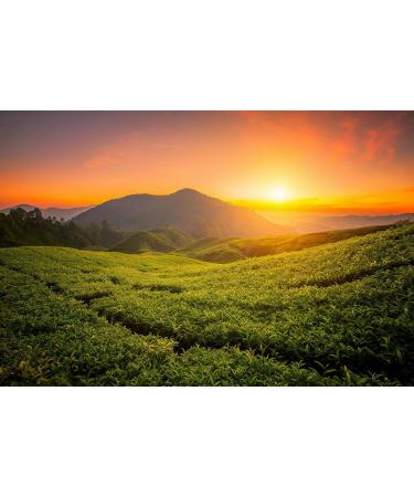 Buy Tie Guan Yin Roasted Oolong Tea | Premium Chinese Tea from Anxi | Gift-Ready 80g | Best Quality from Award-Winning Gardens - Buy Online on GoSupps.com