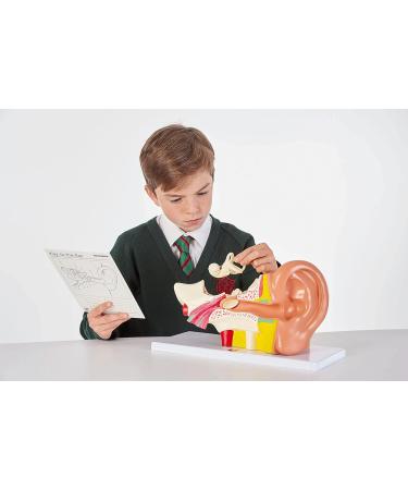 Buy TickiT 03105 Human Ear Model - 4x Life Size Anatomy Model for Education | International Shipping Available - Buy Online on GoSupps.com