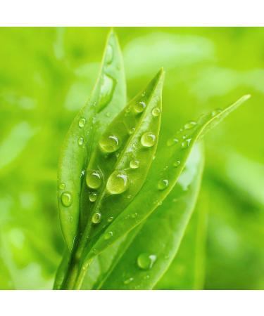 Petal Fresh Pure Scalp Treatment Tea Tree Conditioner - Nourishes & Soothes Itchy Scalp Vegan & Cruelty-Free 16 Fl. oz | Buy Internationally - Buy Online on GoSupps.com