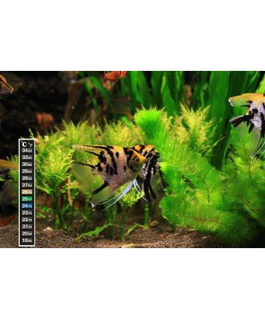 10-Piece Aquarium Thermometer Stickers - Accurate Digital Temperature Strips ( C & F) for Fish Tanks - Buy Online on GoSupps.com