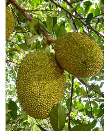 Clearspring Organic Young Jackfruit Chunks - Vegan, Gluten-Free, 400g - Buy Online on GoSupps.com