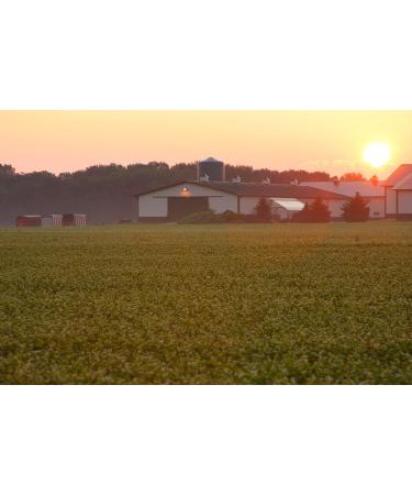 Standard Process Calcium Lactate - Immune & Bone Support Supplement - 330 Pink Tablets - Buy Online on GoSupps.com