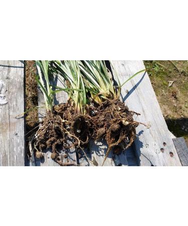 Portal Cool Tiger Nuts Cyperus Esculentus Terra Almond 'Valencia' 5 Tuberi freschi - Buy Online on GoSupps.com