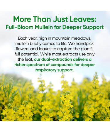 Fidus Mushroom Coffee with Adaptogens + Mullein Drops for Lung & Immune Support 16 in 1 Blend with Ashwagandha and 7 Herbal Extracts 90 Servings & 4 fl oz - Buy Online on GoSupps.com