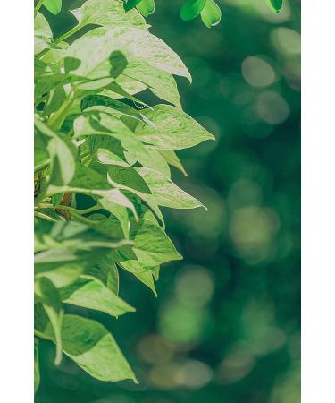 Dethlefsen Balk teemando 1 kg red bosh tea mixture shade morel plum shade morel plums flavored - Buy Online on GoSupps.com