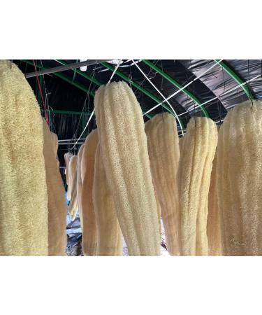 Natural Organic Super Loofah Sponge for Exfoliating - Premium Quality Spa Body Scrubber for Daily Care - Buy Online on GoSupps.com