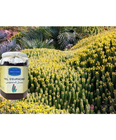 Daghmous (Euphorbia) honey from Morocco 100% pure and natural harvested in Morocco authentic tasty and intense - Unheated: crystallization is therefore a natural process a guarantee of quality )))) - Buy Online on GoSupps.com