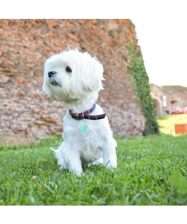 Paw Print Dog Tag with Engraving - Personalized ID Tag for Dogs & Cats - Green Address Tag - Buy Online on GoSupps.com