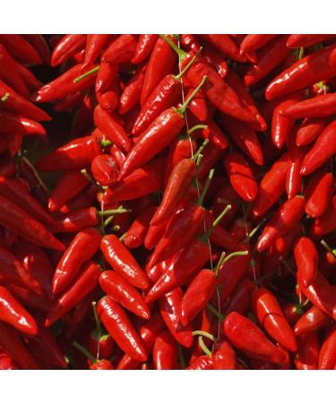 Tutto Calabria Hot Sauce with Calabrian Chili Peppers from Italy 250ml (8.8 Fl Oz) - Premium Italian Hot Sauce - Crushed Spicy Red Chili Peppers Mixed in Olive Oil - Perfect for Chicken Wings Pasta Pizza Jelly Antipasto Paste - Peperoncini - Buy Online on GoSupps.com