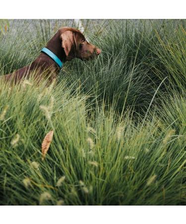 HUNTER Convenience Comfort Dog Collar - Turquoise Neoprene 40 S - Durable & Stylish International Shipping Available - Buy Online on GoSupps.com