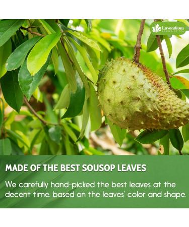 Lavendium Premium 50g (1.76oz) Soursop Leaf Powder 100% Natural & Pure from Soursop Leaves Wildcrafted Graviola Powder Hoja Guanabana Soursop Loose Leaf Powder - Buy Online on GoSupps.com
