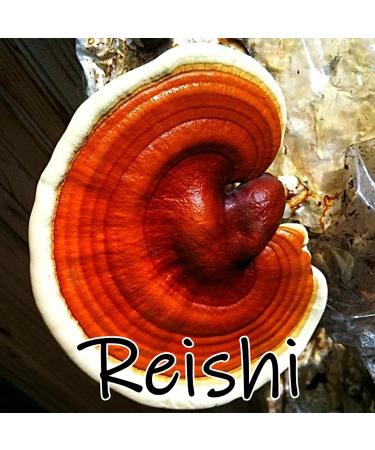 Earth Cap Mushrooms Sunrise 6 Mushroom Supplement Capsule - Chaga Cordyceps Lion's Mane Maitake Reishi Turkey Tail Real Fruiting Body - No Fillers - Buy Online on GoSupps.com