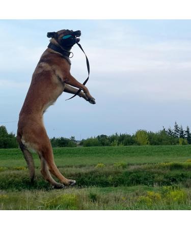 Dingo Gear 9 cm Training Toy Ball - Black & Blue with 65 cm Handle | French Nylcott IGP Obedience Game - Small Ball for Dogs - Buy Online on GoSupps.com