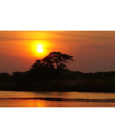  C&T African Coffee Specialty - Tanzania Kilimanjaro Earth 500g - Country Coffee - Premium Coffee - Low in Acidity and Healthy Mild and Freshly Roasted - Buy Online on GoSupps.com