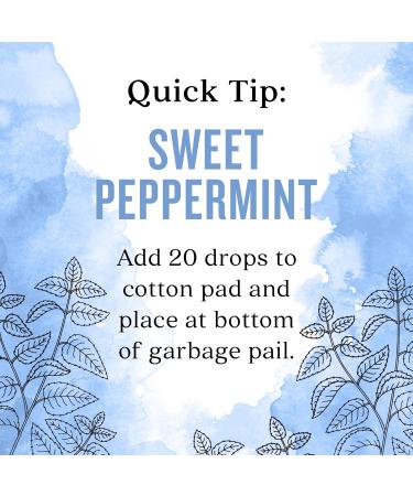 Aura Cacia Sweet Peppermint Essential Oil 2 fl. oz. Sweet Peppermint 2 Fl Oz (Pack of 1) - Buy Online on GoSupps.com