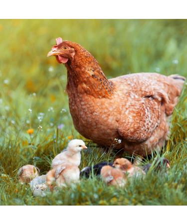 Ida Plus Kieselgur Spray 400ml - Natural Pebble Powder for Chickens & Quail - Easy Spray Can for Chicken Coop Care - Buy Online on GoSupps.com