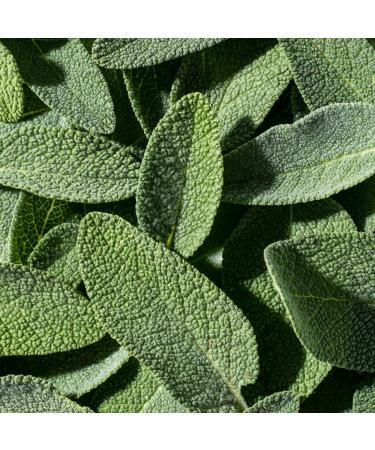  ECODENTA Ecodenta Multifunctional Antibacterial Mouthwash Mouthwash Fight Bad Breath 250 ml - Buy Online on GoSupps.com