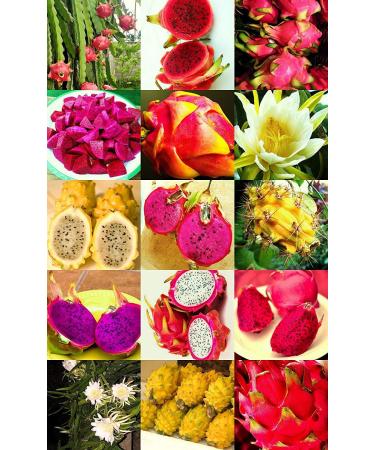 Pitaya Mix di frutta Frutti commestibili Hylocereus undatus Cactus sementi succulenta 200 semi