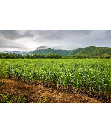 Panela 100% Organic | 500 g | Vegan | Gluten Free | Raw Cane Sugar | No Chemical processes | Rich in nutrients and Vitamins | Natural Energy - Buy Online on GoSupps.com