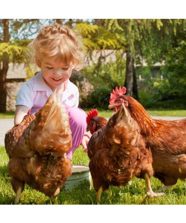 Ida Plus Gurlite Powder for Mite Control - Eco-Friendly Solution for Chickens Quail & Poultry - 250g Pack - More Effective than Pebbles - Buy Online on GoSupps.com