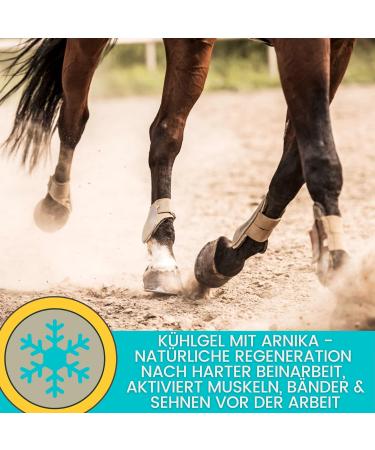 Refreshing Horse Balm 2*500ml Arnica Gel Extra Strength Gel I Horse Balm Tendons Ligaments & Muscles I Ointment for Horses with Arnica Cream Muscle Massage Gel for Horse Dog - Buy Online on GoSupps.com
