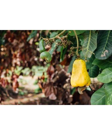 Organic Fairtrade Cashews Chili & Paprika (500g) | Roasted in Freiburg | Buy Fair Trade Cashews from Burkina Faso - Buy Online on GoSupps.com