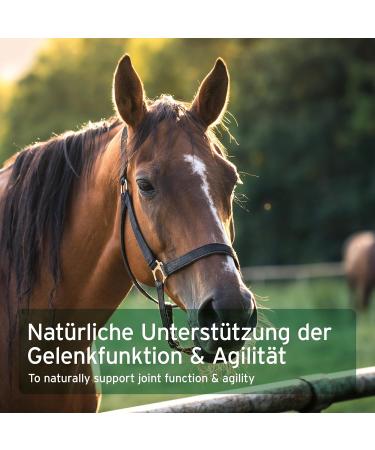 AniForte Active Devil's Claw Joint Powder for Horses 1kg - Devil's Claw Powder for Tendons and Ligaments Supports Mobility and Joint Function - Buy Online on GoSupps.com