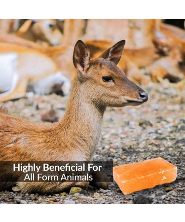 Himalayan Nature 100% Natural Rock Deer Salt Block 2-5 lbs - Animal Licking Mineral Salt Block - Buy Online on GoSupps.com