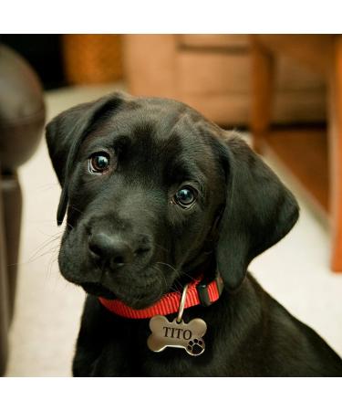 Ibera Gifts - Personalized Bone-Shaped Pendants for Medium to Large Dogs & Cats | Custom Engraved Pet Collars & Neckbands - Buy Online on GoSupps.com