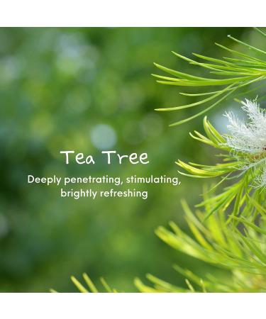 NV Superfoods Tea Tree Essential Oil Roll-On 10ml - 100% Natural Therapeutic Grade for Skin, Nail, Hair Growth & Home - Buy Online on GoSupps.com