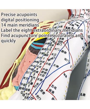 Muscle Anatomical Male Model Semi-musculoskeletal+Nerve Distributed 361 Acupoints+48 External Acupoints (23.6 Inches High) with Acupuncture Point Book+Acupuncture Chart+Base A - Buy Online on GoSupps.com