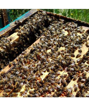 Orange Blossom Honey 500g - Buy Online on GoSupps.com