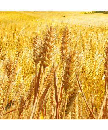  HQZMCTE Premium Quality Sauteing Barley - 500g Natural Wheat Flavor No Additives Healthy Soothing - Buy Online on GoSupps.com