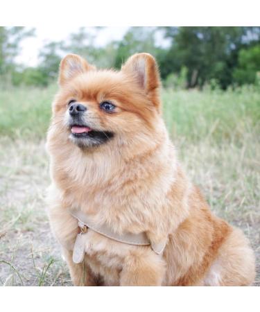 Muki & Co Adjustable Dog Dishes - Safe & Comfortable for Extra Small Small & Medium Dogs - Beige XS (33-37 cm) - Buy Online on GoSupps.com