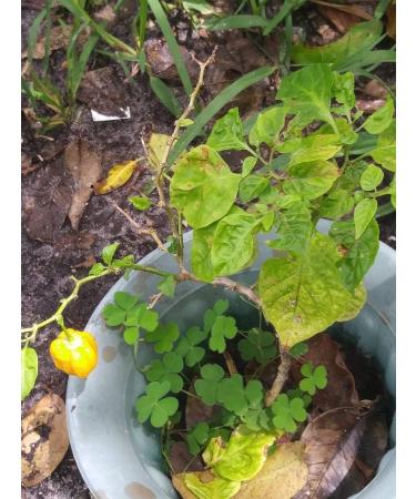 Portal Cool Aji Aji Cachucha Gustoso 20 semi del peperone Dolce Aji Dulce Cubano Dolce naturali - Buy Online on GoSupps.com