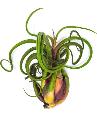 3 Giant Tillandsia Caput Medusae Air Plants - 6-8 inch - Live Indoor House Plants for Terrariums - Buy Online on GoSupps.com
