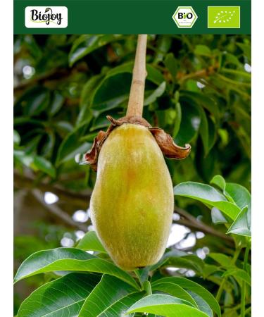 Biojoy Poudre de Baobab BIO (1 kg) crue et moulue sans additifs (Adansonia digitata) - Buy Online on GoSupps.com